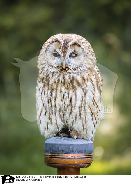 sitzender Waldkauz / sitting Brown Owl / UM-01408