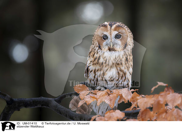 sitzender Waldkauz / sitting Brown Owl / UM-01410