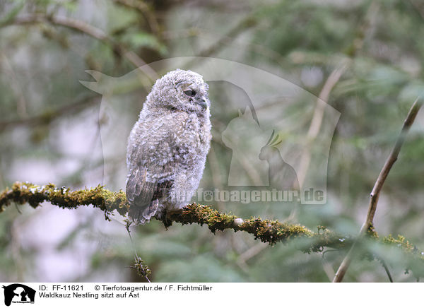 Waldkauz Nestling sitzt auf Ast / Tawny owl nestling sitting on branch / FF-11621
