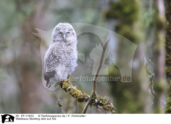 Waldkauz Nestling sitzt auf Ast / Tawny owl nestling sitting on branch / FF-11622