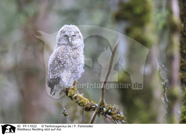 Waldkauz Nestling sitzt auf Ast / FF-11622