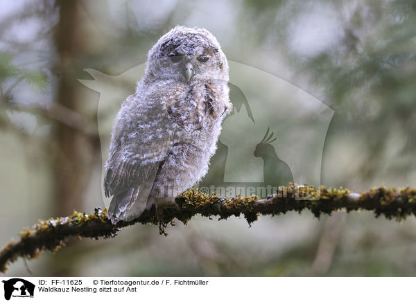 Waldkauz Nestling sitzt auf Ast / Tawny owl nestling sitting on branch / FF-11625