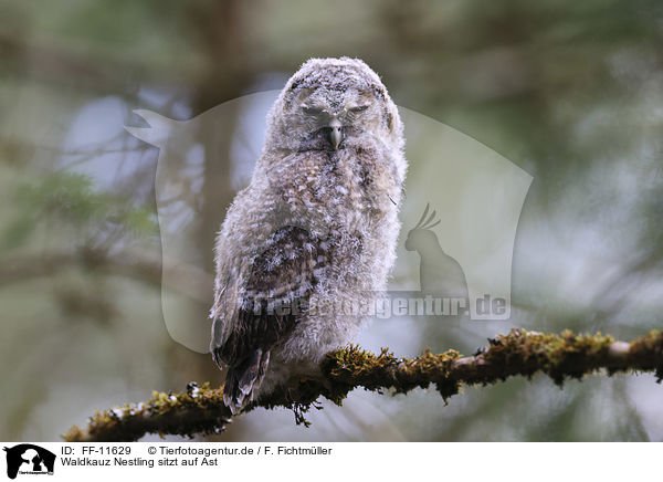 Waldkauz Nestling sitzt auf Ast / Tawny owl nestling sitting on branch / FF-11629