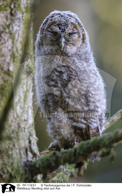 Waldkauz Nestling sitzt auf Ast / Tawny owl nestling sitting on branch / FF-11631