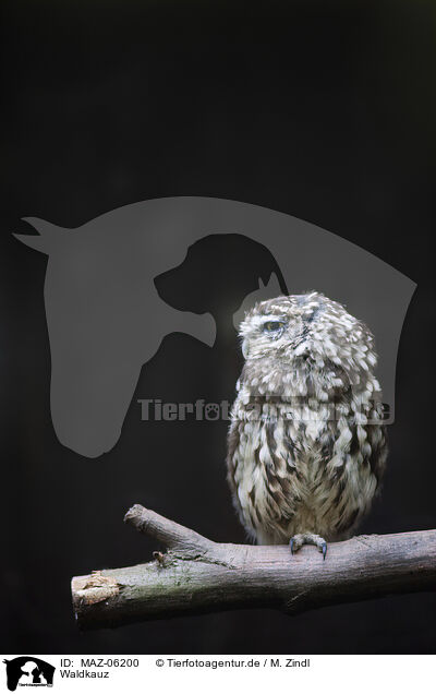 Waldkauz / brown owl / MAZ-06200