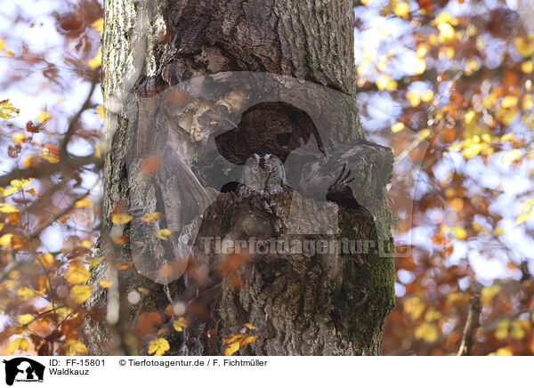 Waldkauz / brown owl / FF-15801