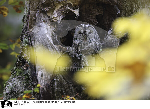 Waldkauz / brown owl / FF-16823