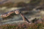 fliegender Waldkauz