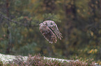 fliegender Waldkauz