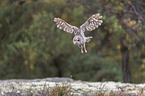 fliegender Waldkauz