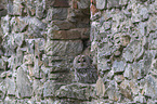 sitzender Waldkauz
