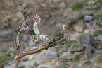 fliegender Waldkauz