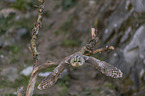 fliegender Waldkauz