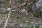 fliegender Waldkauz