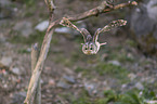 fliegender Waldkauz