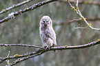 Waldkauz Nestling sitzt auf Ast