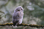 Waldkauz Nestling sitzt auf Ast