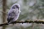 Waldkauz Nestling sitzt auf Ast