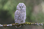 Waldkauz Nestling sitzt auf Ast