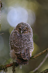 Waldkauz Nestling sitzt auf Ast