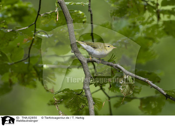 Waldlaubsnger / wood warbler / THA-02850