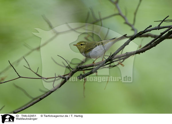 Waldlaubsnger / wood warbler / THA-02851