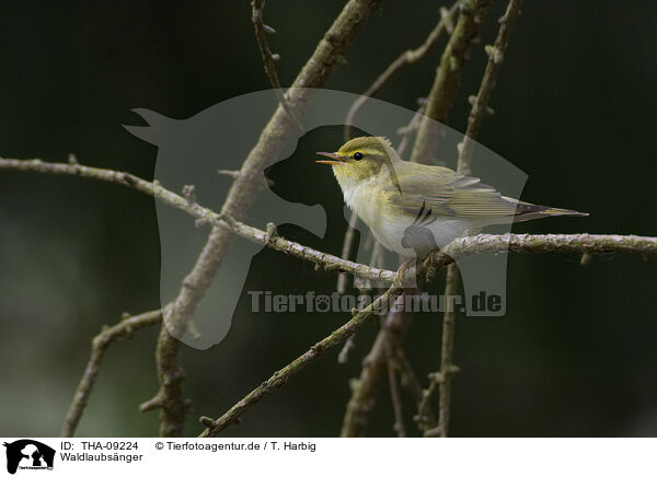 Waldlaubsnger / wood warbler / THA-09224
