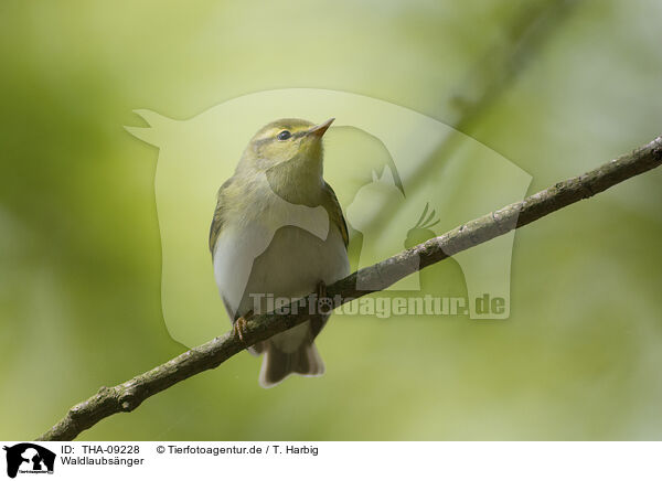 Waldlaubsnger / wood warbler / THA-09228