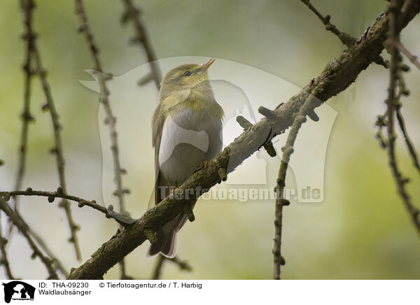 Waldlaubsnger / wood warbler / THA-09230