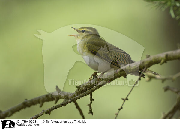 Waldlaubsnger / wood warbler / THA-09231