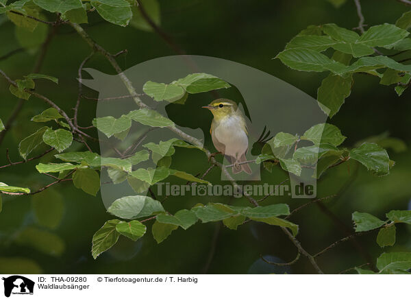 Waldlaubsnger / wood warbler / THA-09280