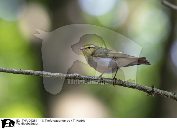 Waldlaubsnger / wood warbler / THA-09281