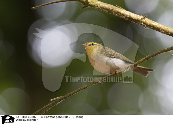 Waldlaubsnger / wood warbler / THA-09282