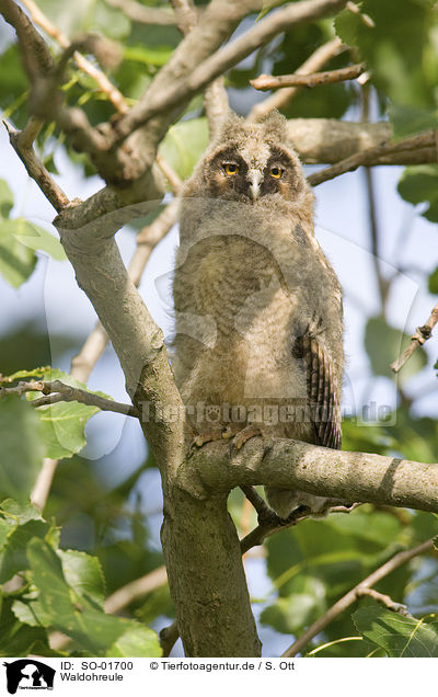 Waldohreule / long-eared owl / SO-01700