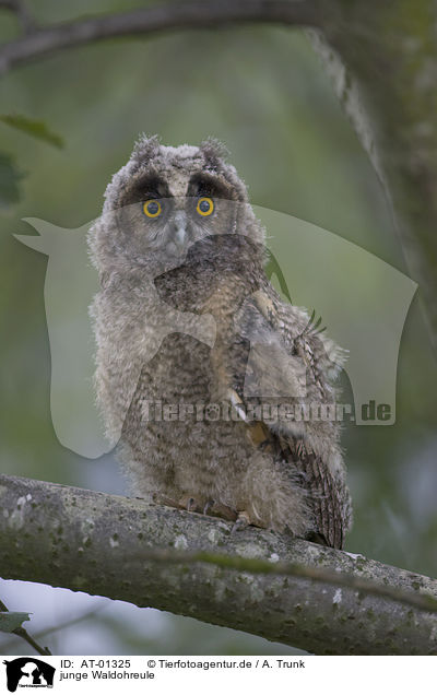 junge Waldohreule / young Long-eared Owl / AT-01325