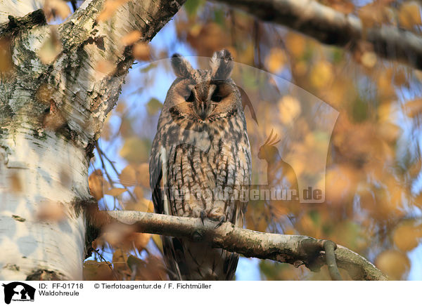 Waldohreule / northern long-eared owl / FF-01718