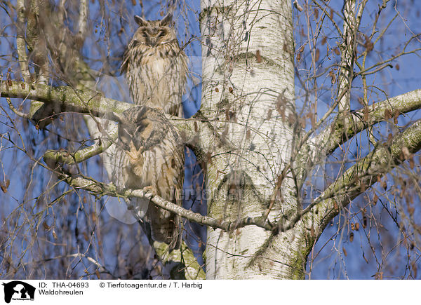 Waldohreulen / northern long-eared owls / THA-04693
