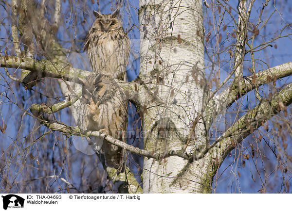 Waldohreulen / THA-04693