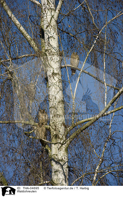 Waldohreulen / northern long-eared owls / THA-04695
