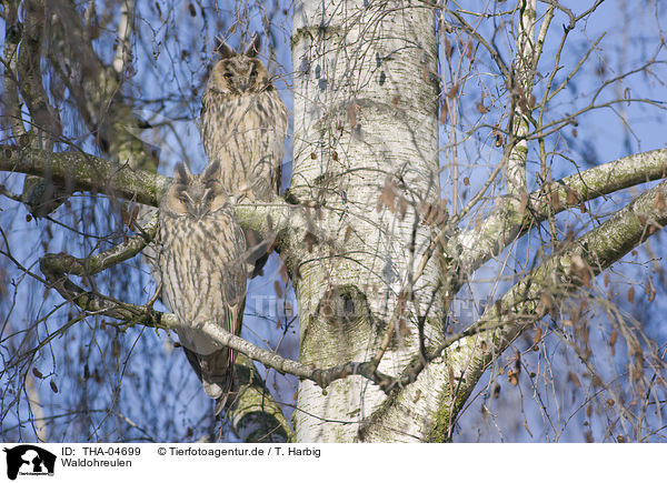 Waldohreulen / THA-04699