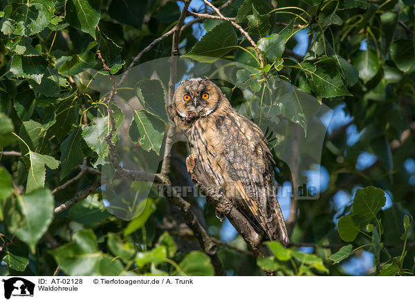 Waldohreule / AT-02128