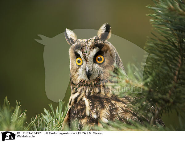 Waldohreule / northern long-eared owl / FLPA-03497