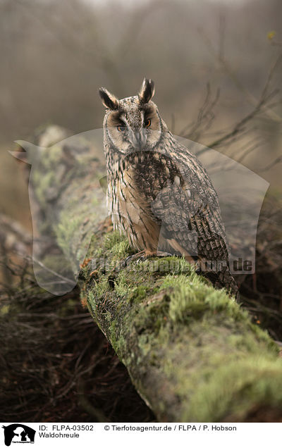 Waldohreule / northern long-eared owl / FLPA-03502