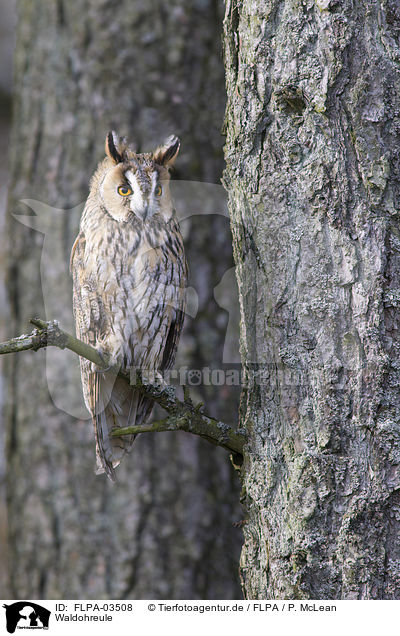 Waldohreule / northern long-eared owl / FLPA-03508