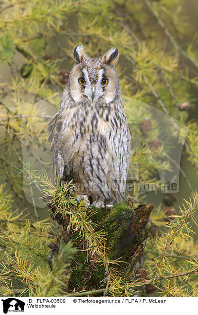 Waldohreule / northern long-eared owl / FLPA-03509