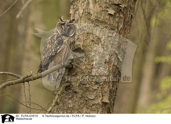 Waldohreule / FLPA-03515