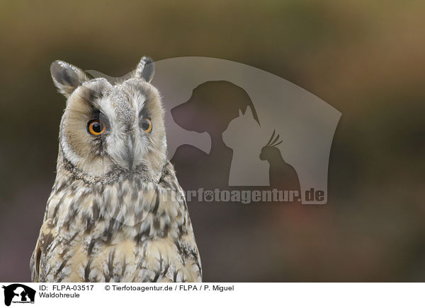 Waldohreule / northern long-eared owl / FLPA-03517