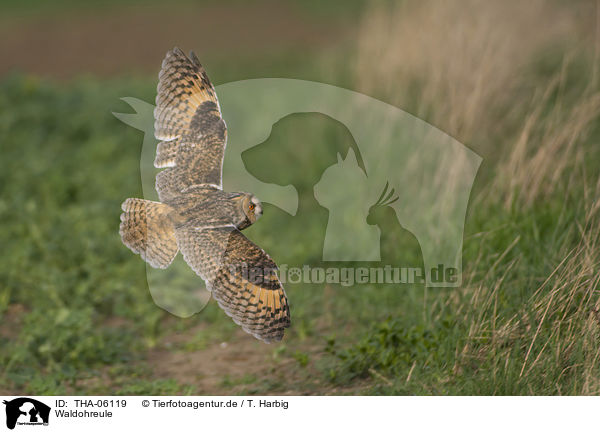 Waldohreule / northern long-eared owl / THA-06119