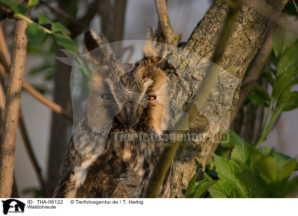 Waldohreule / northern long-eared owl / THA-06122