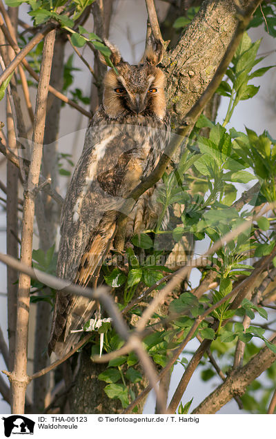 Waldohreule / northern long-eared owl / THA-06123